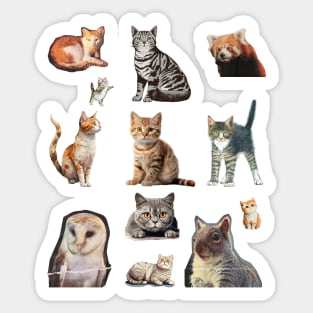 Fallout cats collection Sticker